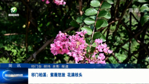简讯：祁门柏溪：紫薇怒放 花满枝头