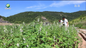 歙县：昔日矿区打造粮食产业示范基地