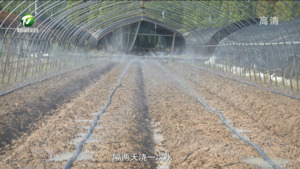 黄山区：全力以赴抗旱保种