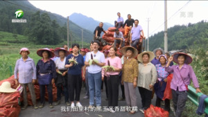 休宁：黑玉米喜获丰收