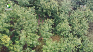 又是一个丰收年 歙县13余万亩山核桃开竿