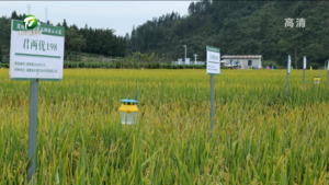 简讯：黄山市2022年水稻新品种展示示范观摩暨种子法规培训会召开