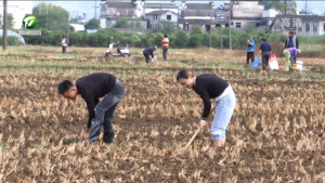 休宁县：油菜秋播正当时  机械作业加提速