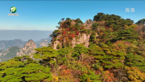 黄山风景区：秋色惹人醉  美景入画来