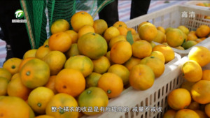 歙县：两万亩“三口柑橘”开采上市