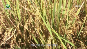 休宁：秋收好“丰”景 机收来助力
