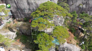 长势良好 黄山迎客松全面“体检”