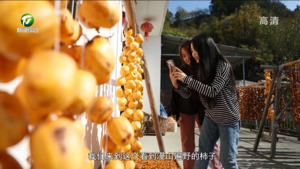 歙县：漫山柿子别样红 满树枝头挂“灯笼”