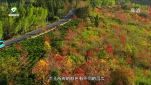 塔川秋色进入最佳观赏期