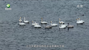 休宁：冬日湿地别样美 野生天鹅入画来