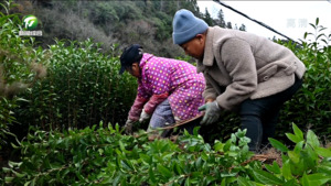 祁门：冬季忙增收 茶农起苗忙