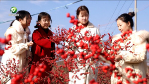寓意吉祥年味浓 年宵花走俏市场