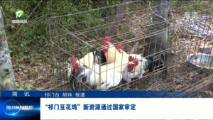 简讯： “祁门豆花鸡”新资源通过国家审定