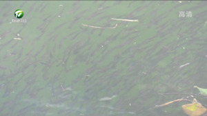 简讯： 徽州区：放流1360余万尾鱼苗 优化河湖水质