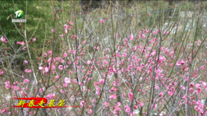 徽州区：梅香四溢惹人醉 古村焕发新生机