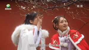 休宁：百年榔梅花绽放 暗香浮动惹人醉