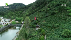 写好茶园“绿色”文章  我市持续推进全域茶园绿色防控