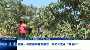 歙县：枇杷茶创意新茶饮  枇杷叶变身“黄金叶”