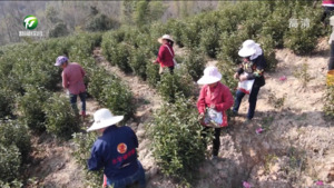 祁门：高山早茶开园采摘
