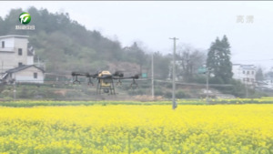 休宁：植保无人机“护航” 助力油菜稳产稳收