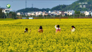油菜花海盛放