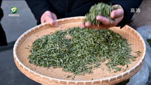 祁门：春茶上市交易火 茶香满城客来早