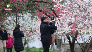 歙县：和风染青色 春分桃花开
