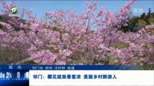 简讯：祁门：樱花绽放春意浓 美丽乡村醉游人