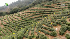 黄山区：绿色防控守护生态好茶
