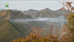 简讯：祁门：高山杜鹃绽放