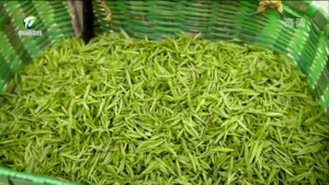 黄山毛峰全面进入采摘季 茶主题研学游火爆