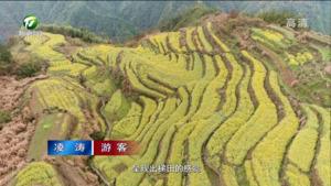 白际：高山油菜花盛开 云上梯田美如画