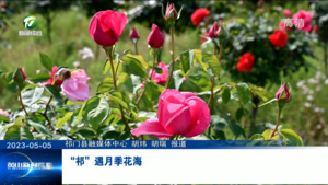 “祁”遇月季花海