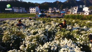 聚焦“茶花草鱼”特色产业 走出产业高质量发展之路
