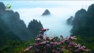 风和日丽山花烂漫 “黄山杜鹃”迎来盛花期