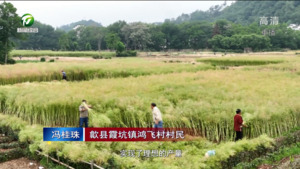歙县：10万亩油菜丰收 生态轮作增效益