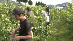 夏日果缤纷 采摘游火热