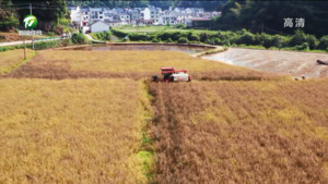 休宁：10万亩油菜迎来丰收  机械一体化实现收割还田