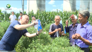 黄山供销集团首个菊园绿色防控攻坚示范基地落户歙县