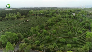 谢裕大茶博园：以茶为媒 赋能乡村振兴