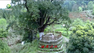 百名村官话振兴：休宁县祖源村
