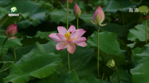 简讯：休宁县：“荷”美乡村入画来