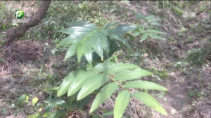 简讯：休宁：“黄金”树下种黄精 点绿生态更“生财”