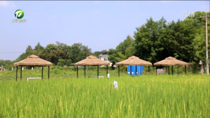 【千万工程 和美乡村】屯溪区：“乡”约诗意田园  共赴创意未来