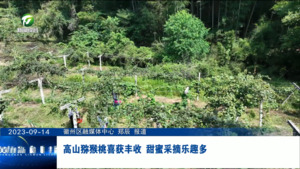 高山猕猴桃喜获丰收 甜蜜采摘乐趣多
