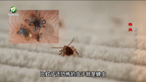 健康故事374期：蜱虫防治知多少