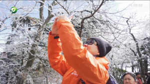 黄山风景区 雾凇云海迎客来