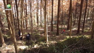 黄山区：林下中药材种植 青山变“金山”