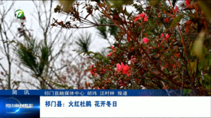 简讯：祁门县：火红杜鹃 花开冬日