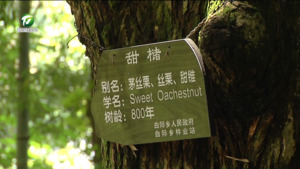 我市科学保护古树名木 用心守护“绿色文物”